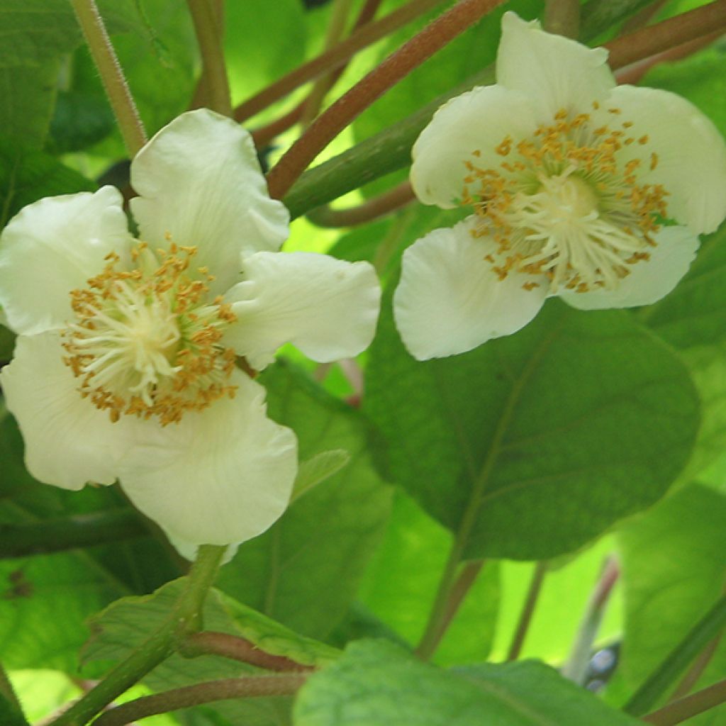 Actinidia deliciosa Tomuri (Männlich) - Chinesischer Strahlengriffel