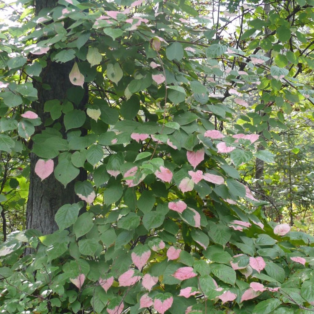 Actinidia kolomikta Adam - Kiwi d'ornement mâle