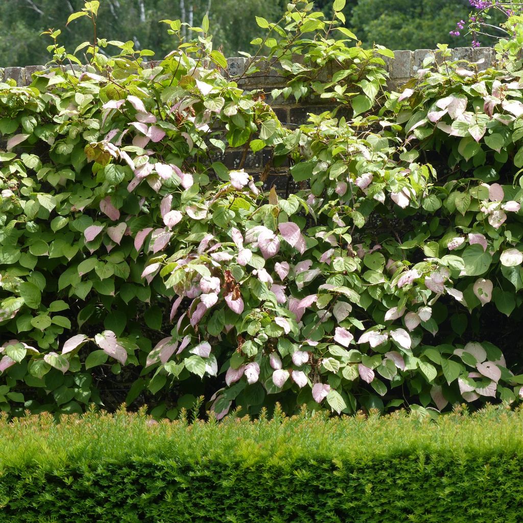 Actinidia kolomikta Eve - Buntblättrige Kiwi