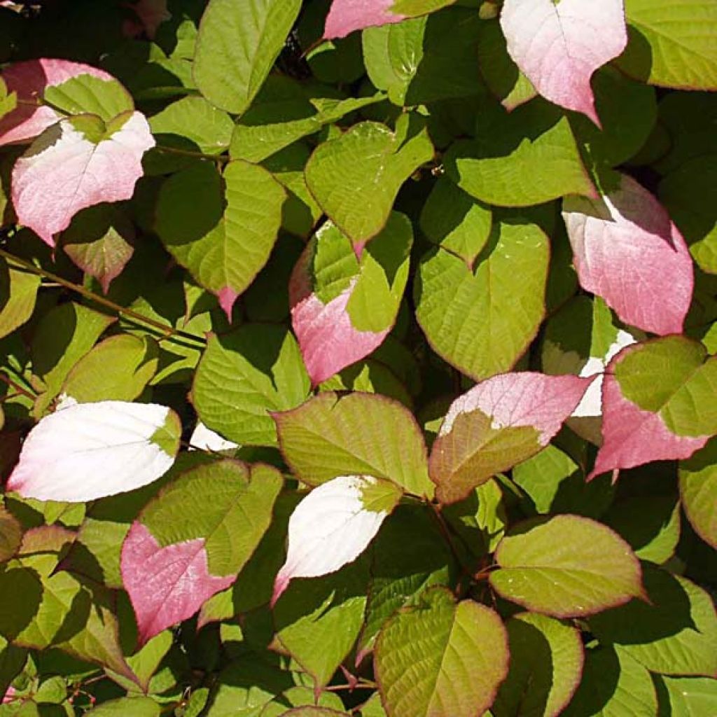 Actinidia kolomikta - Buntblättrige Kiwi