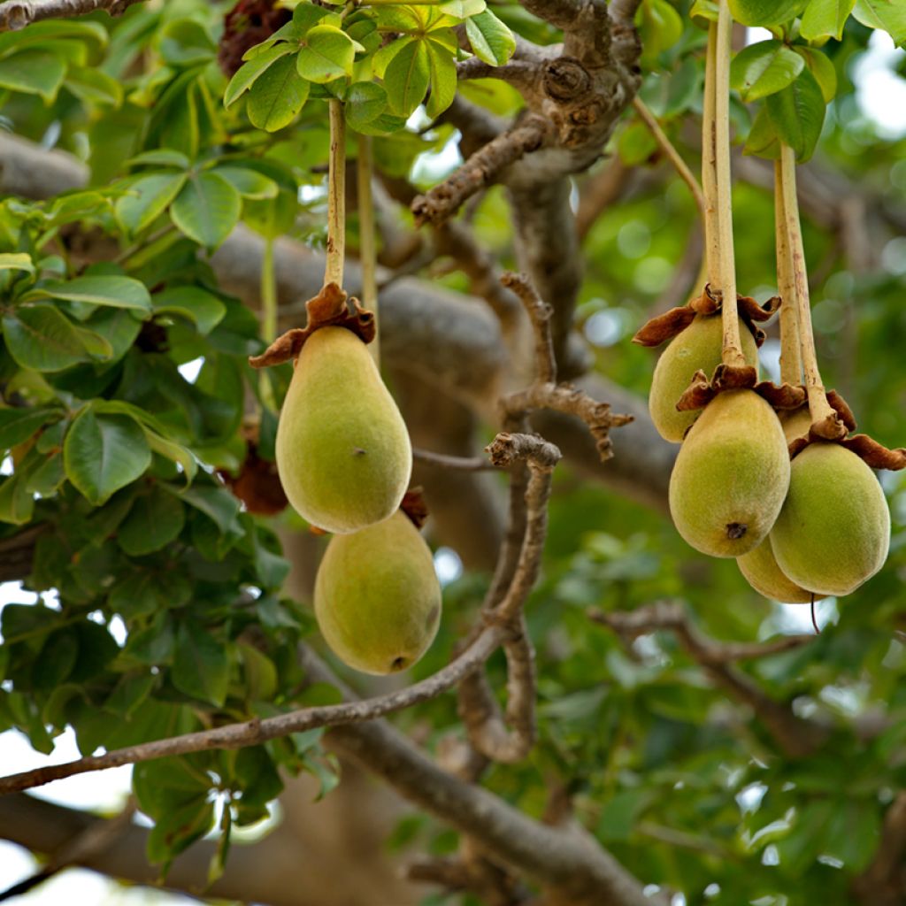 Adansonia digitata - Affenbrotbaum