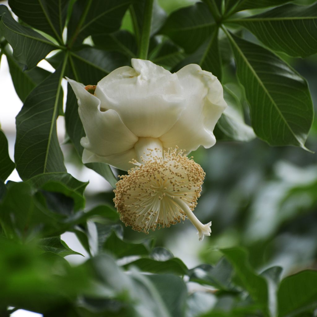 Adansonia digitata - Affenbrotbaum