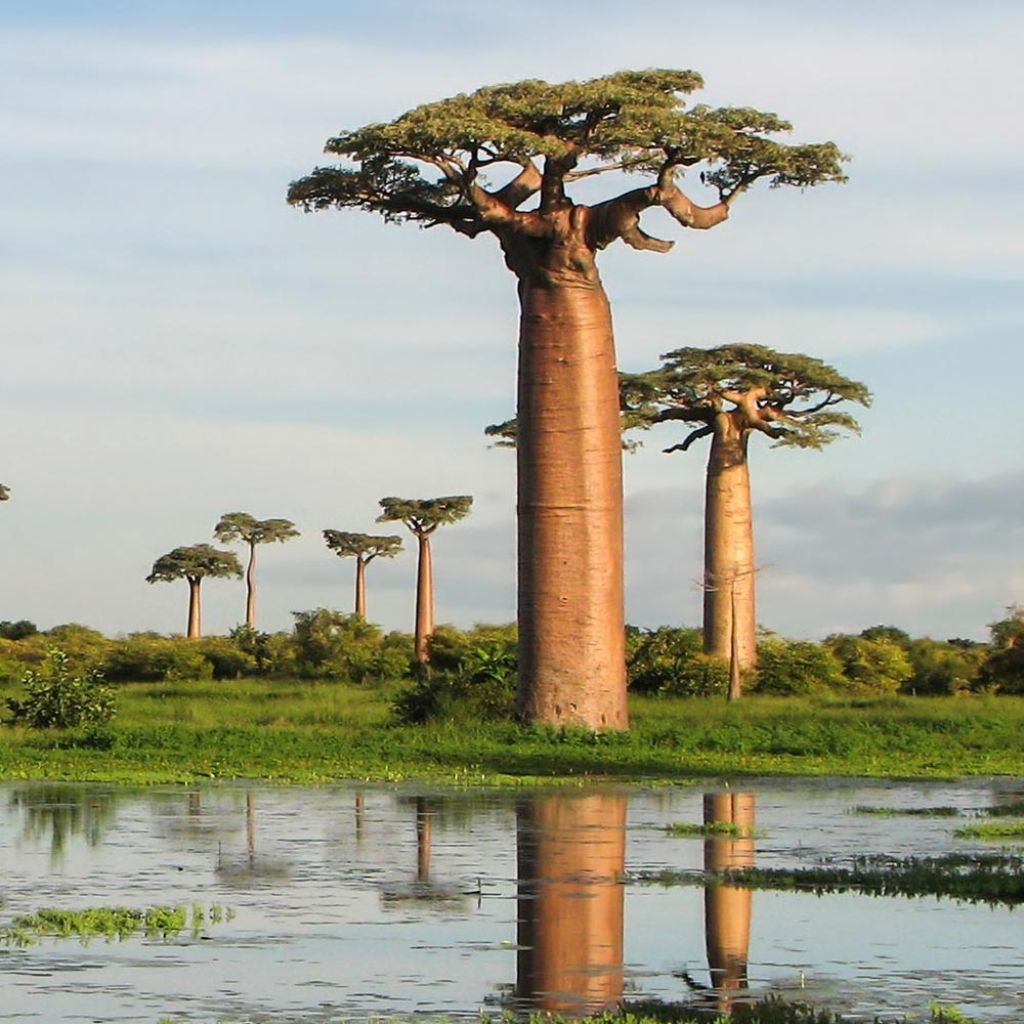 Adansonia grandidieri - Grandidiers Affenbrotbaum