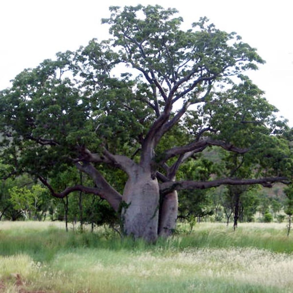 Adansonia gregorii - Australischer Affenbrotbaum