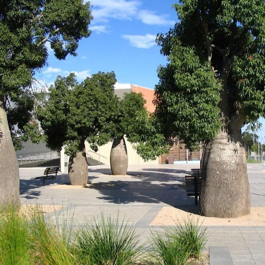 Adansonia gregorii - Australischer Affenbrotbaum