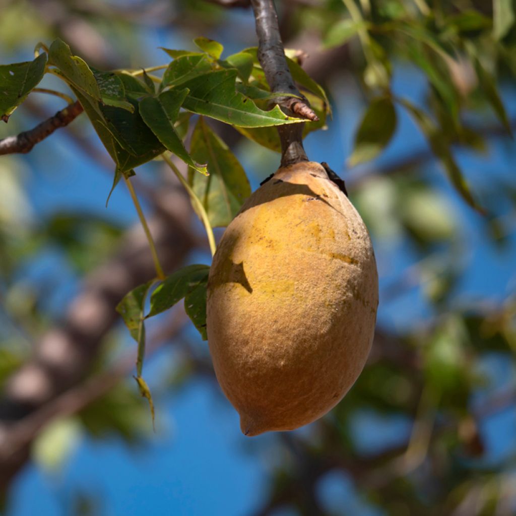 Adansonia gregorii - Australischer Affenbrotbaum