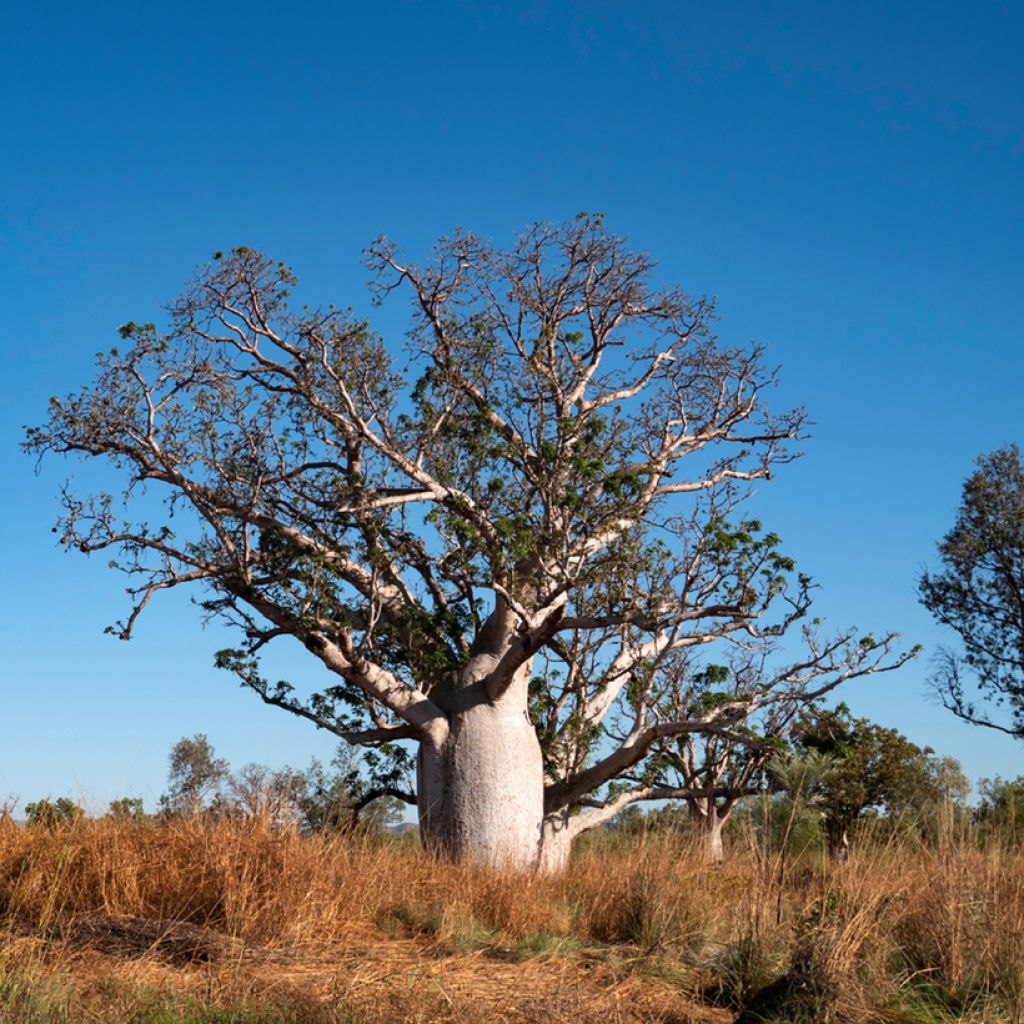 Adansonia gregorii - Australischer Affenbrotbaum