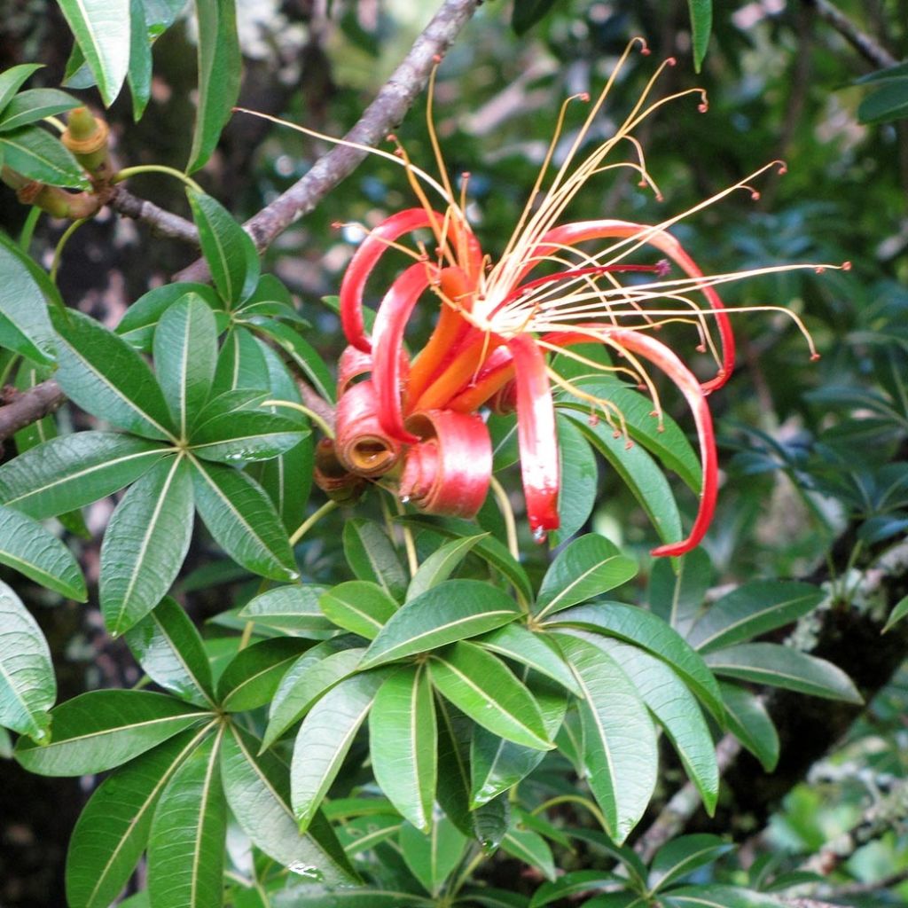 Adansonia madagascariensis - Affenbrotbaum auf Madagaskar