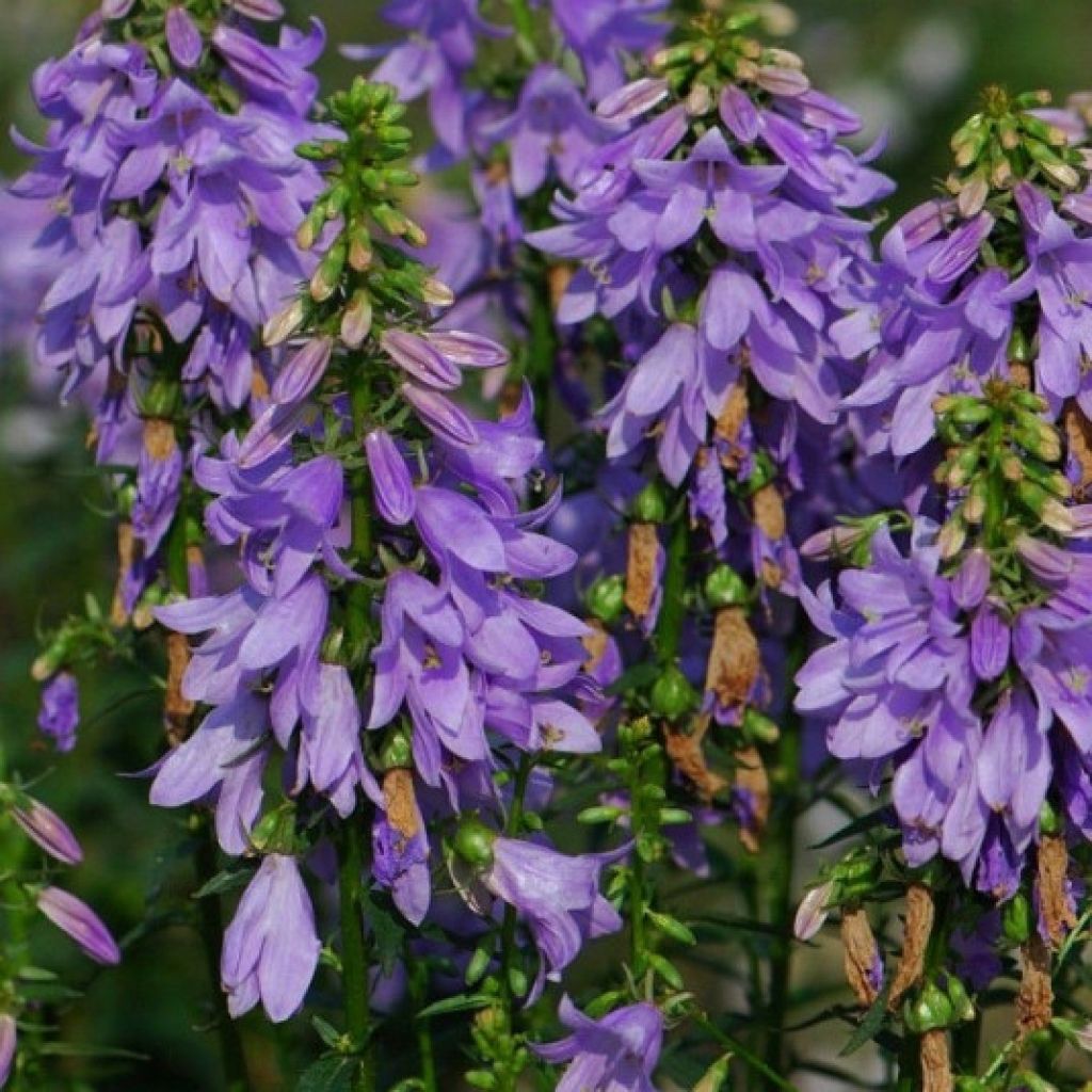 Adenophora confusa Fairy Bells Gaudi Violet - Becherglocke