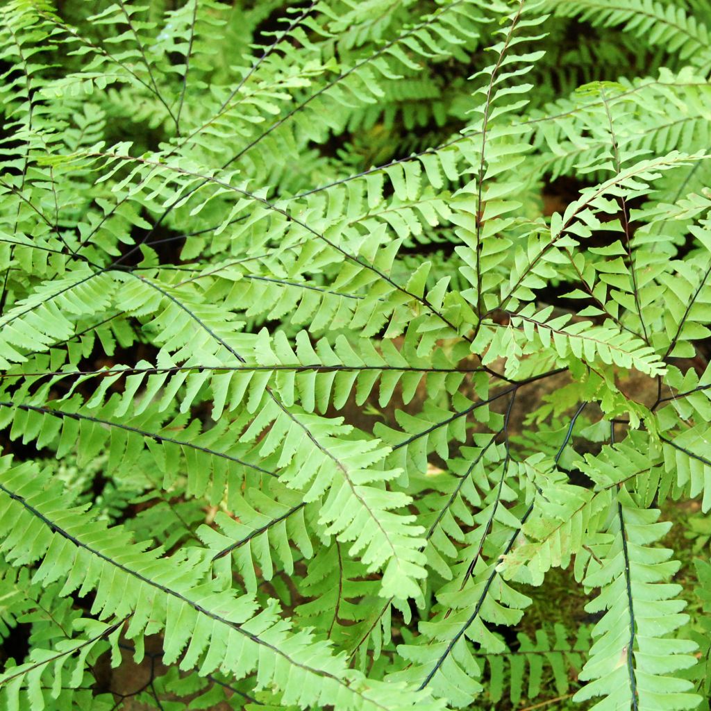 Adiantum aleuticum Imbricatum - Zwerg-Pfauenradfarn