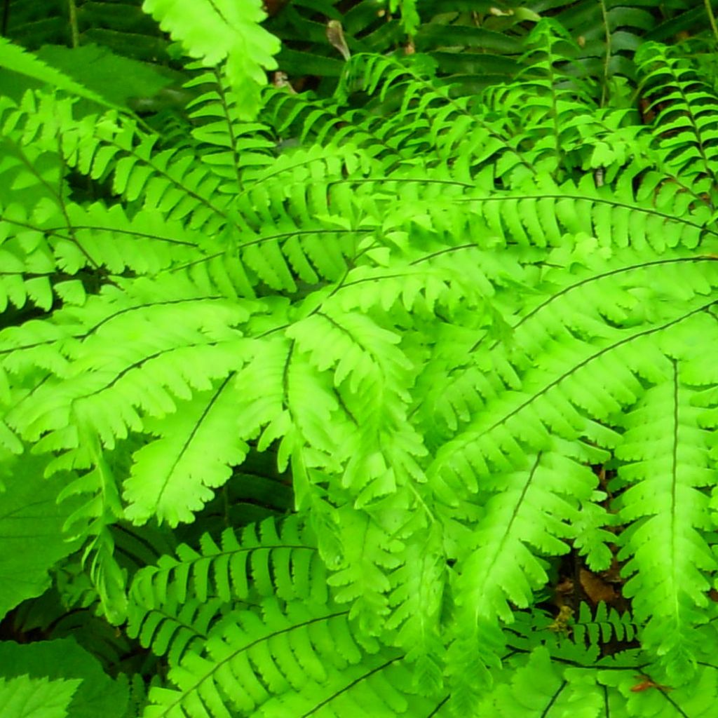 Adiantum aleuticum Miss Sharples - Zwerg-Pfauenradfarn