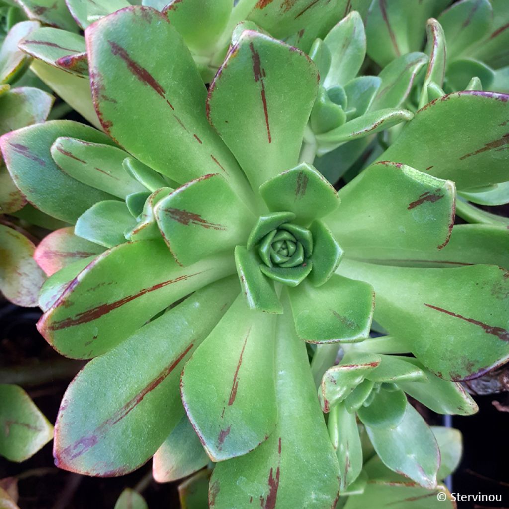 Aeonium Bronze Medal