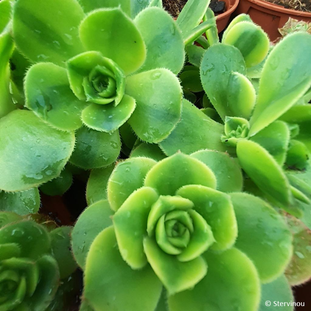 Aeonium Floresens