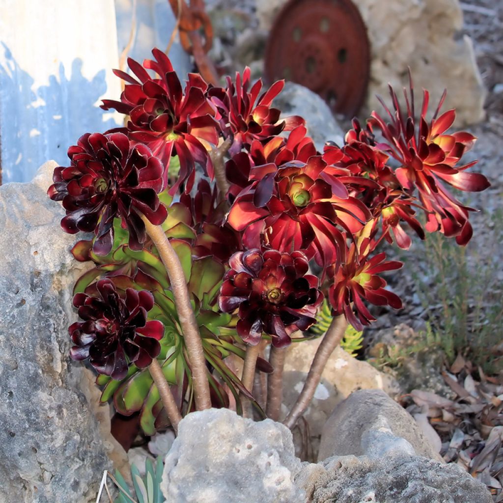 Aeonium arboreum Du rozzen - Aéonium en arbre