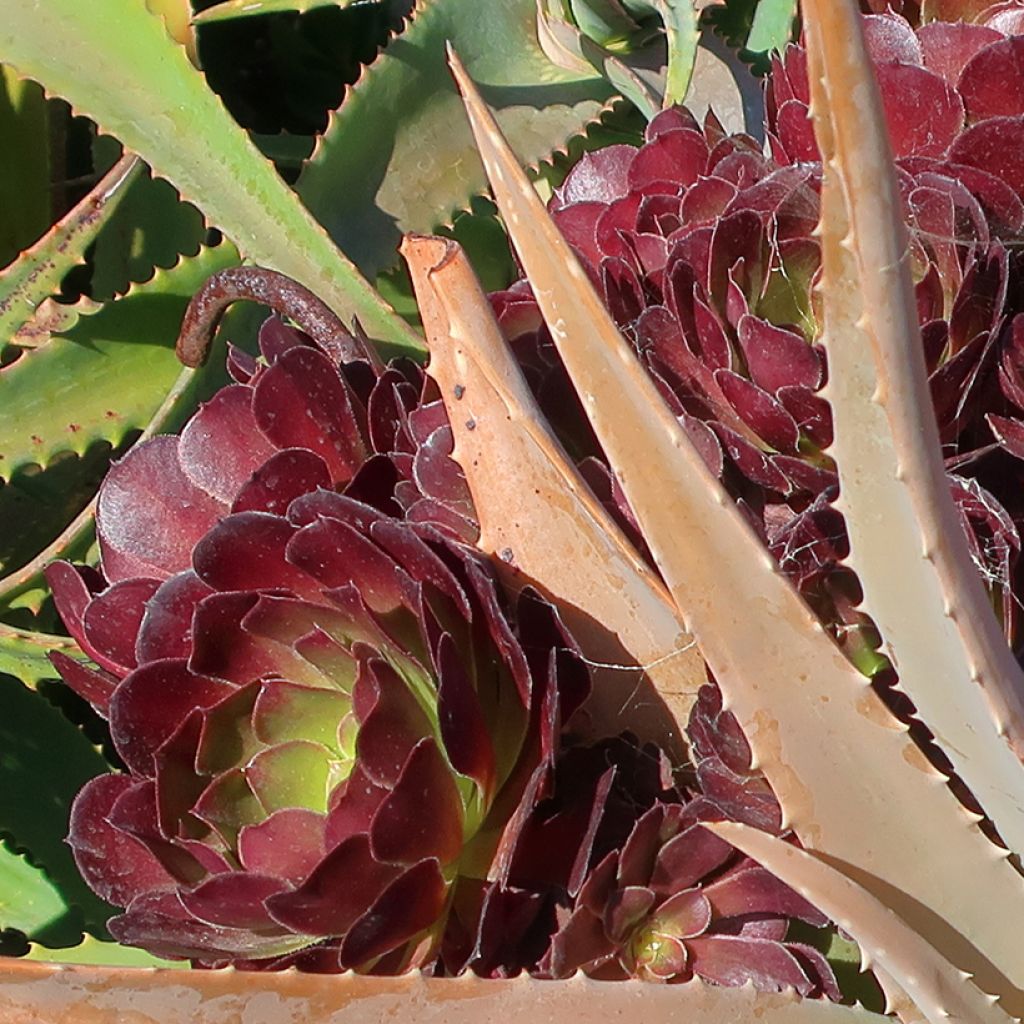 Aeonium arboreum Garnet - Aeonium en arbre