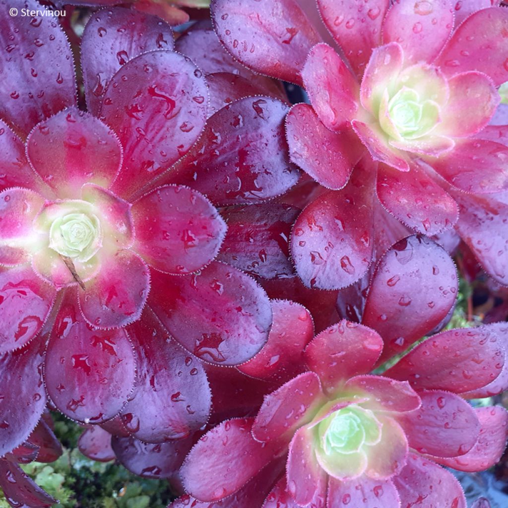 Aeonium arboreum Kilimandjaro - Rosettendickblatt