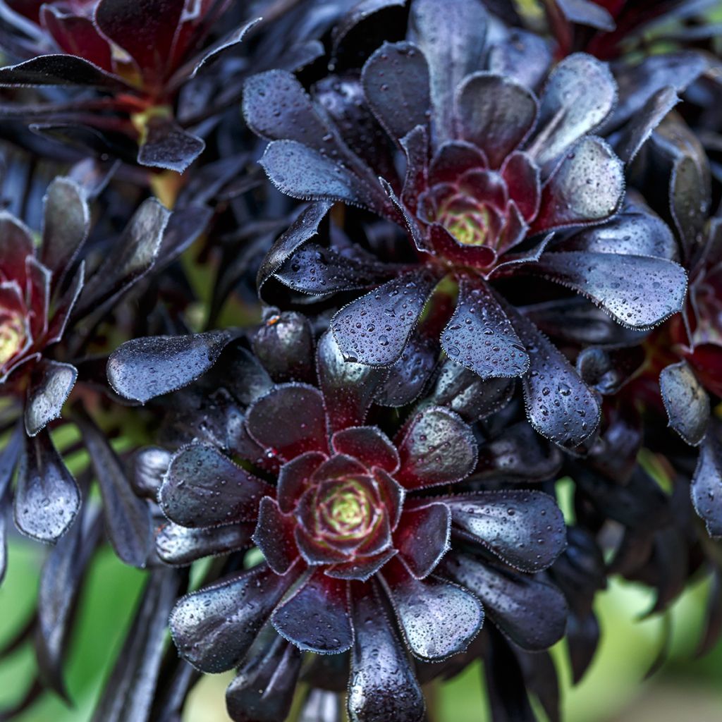 Aeonium arboreum var. atropurpureum Schwarzkopf