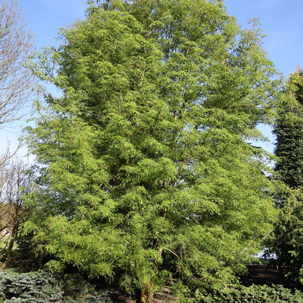 Gewöhnliche Rosskastanie Laciniata - Aesculus hippocastanum