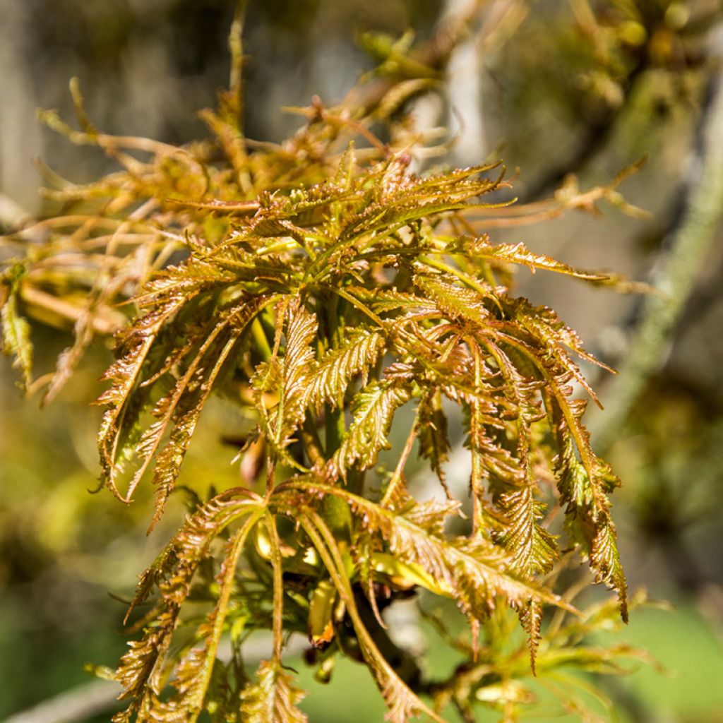 Gewöhnliche Rosskastanie Laciniata - Aesculus hippocastanum