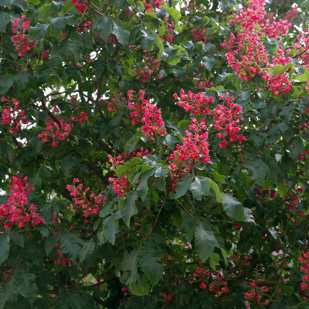 Rote Kastanie Briotii - Aesculus carnea