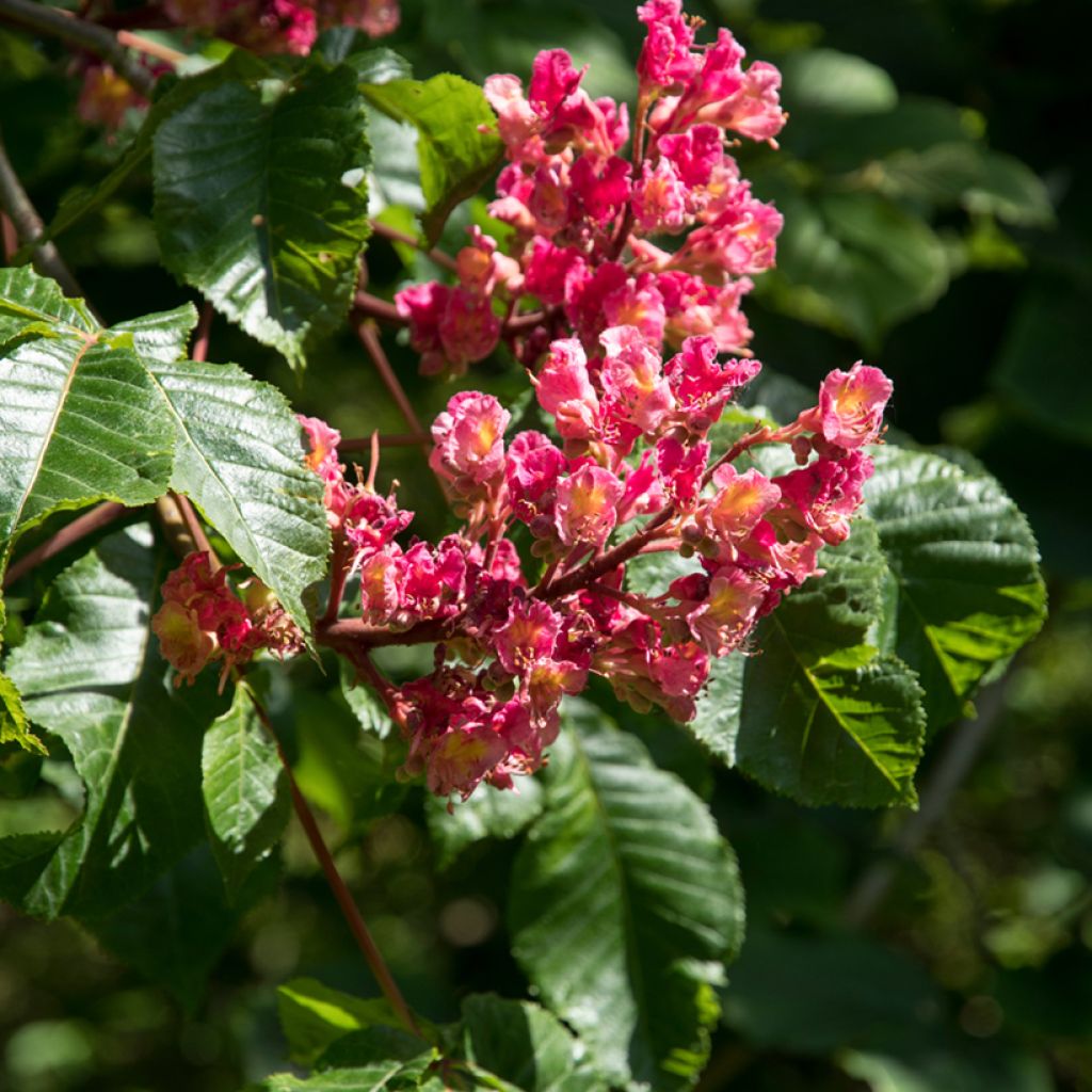 Rote Kastanie Briotii - Aesculus carnea