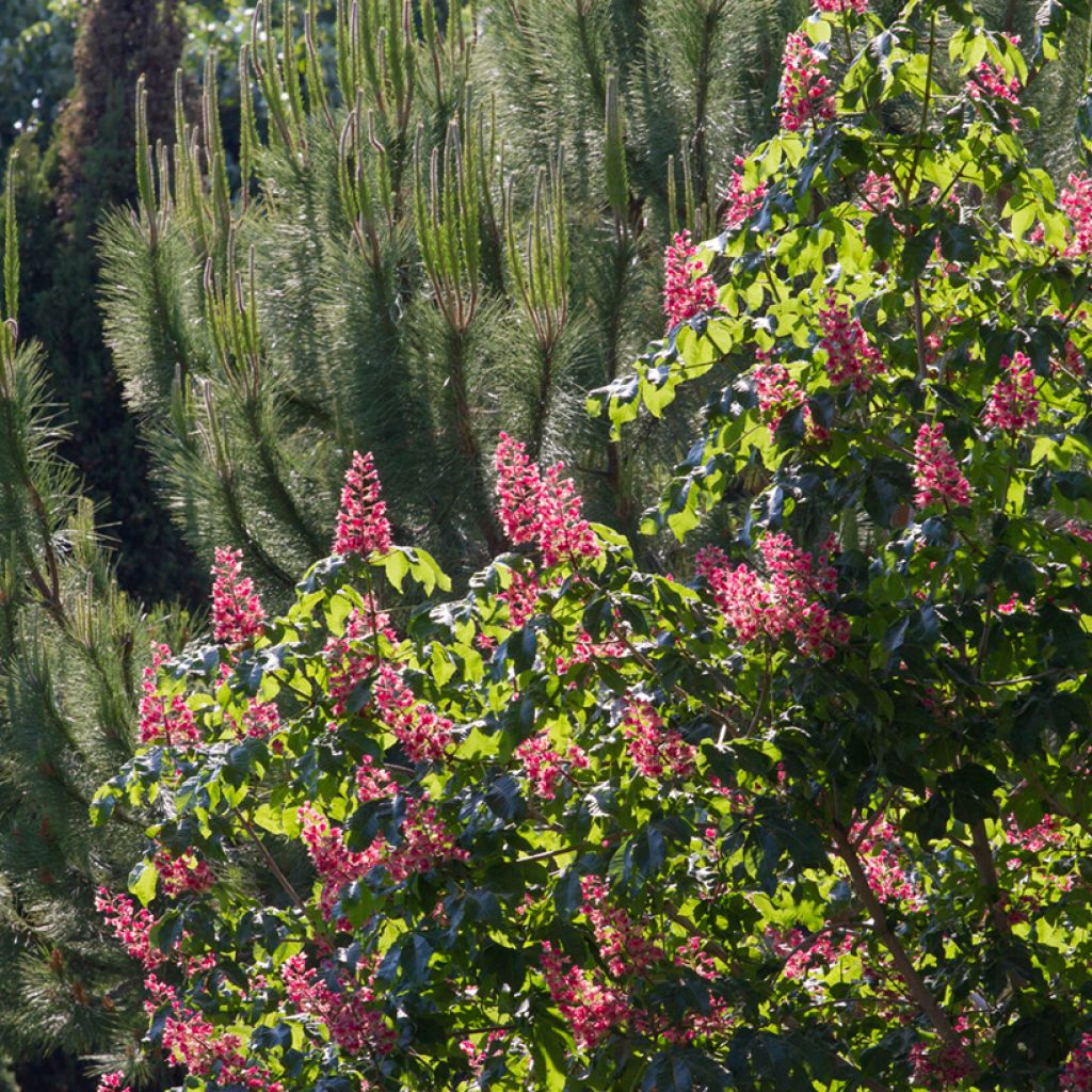 Rote Kastanie Briotii - Aesculus carnea