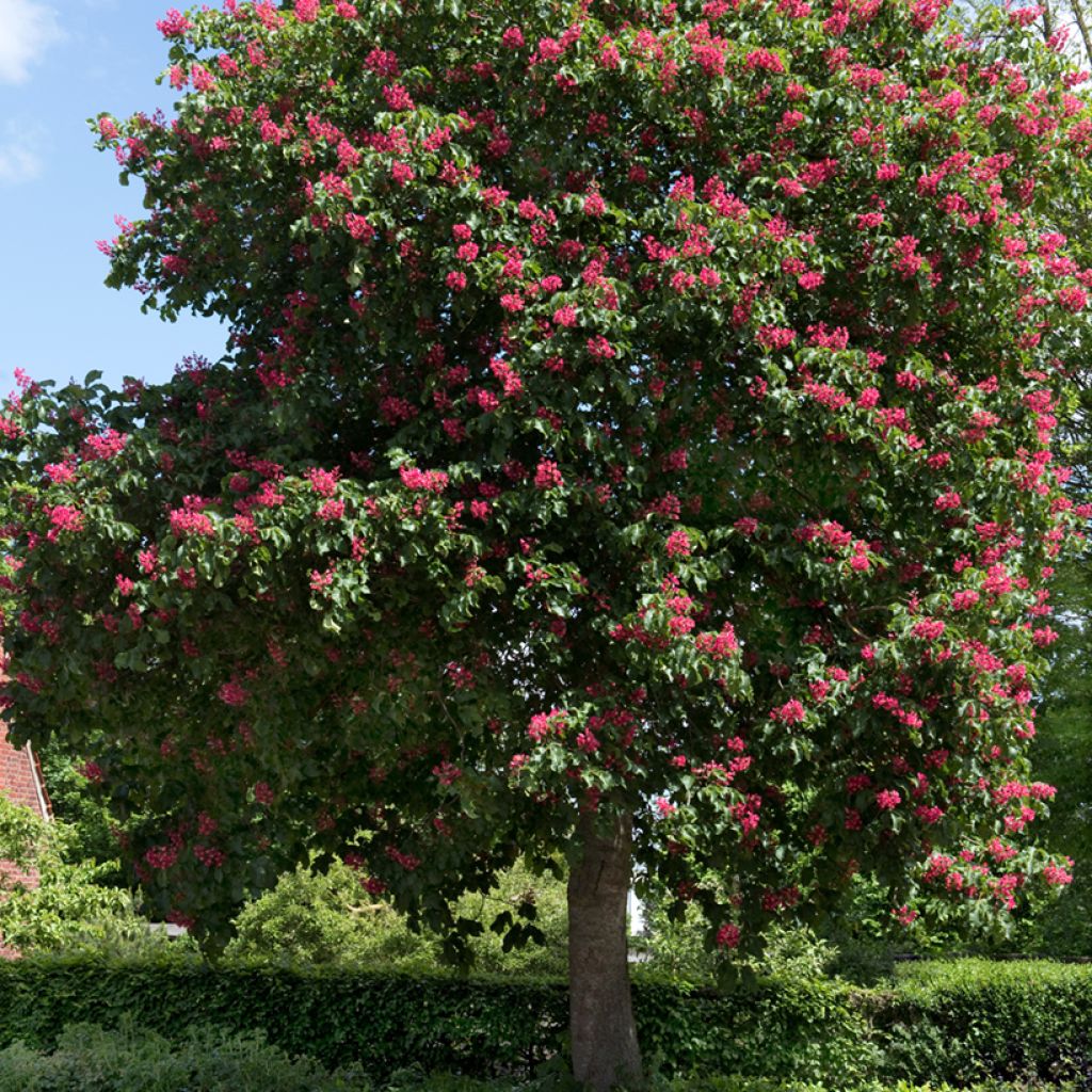 Rote Kastanie Briotii - Aesculus carnea