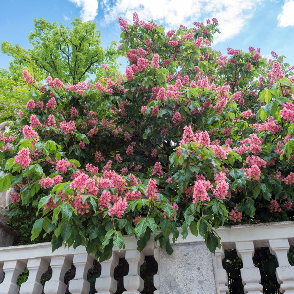 Rote Kastanie Briotii - Aesculus carnea