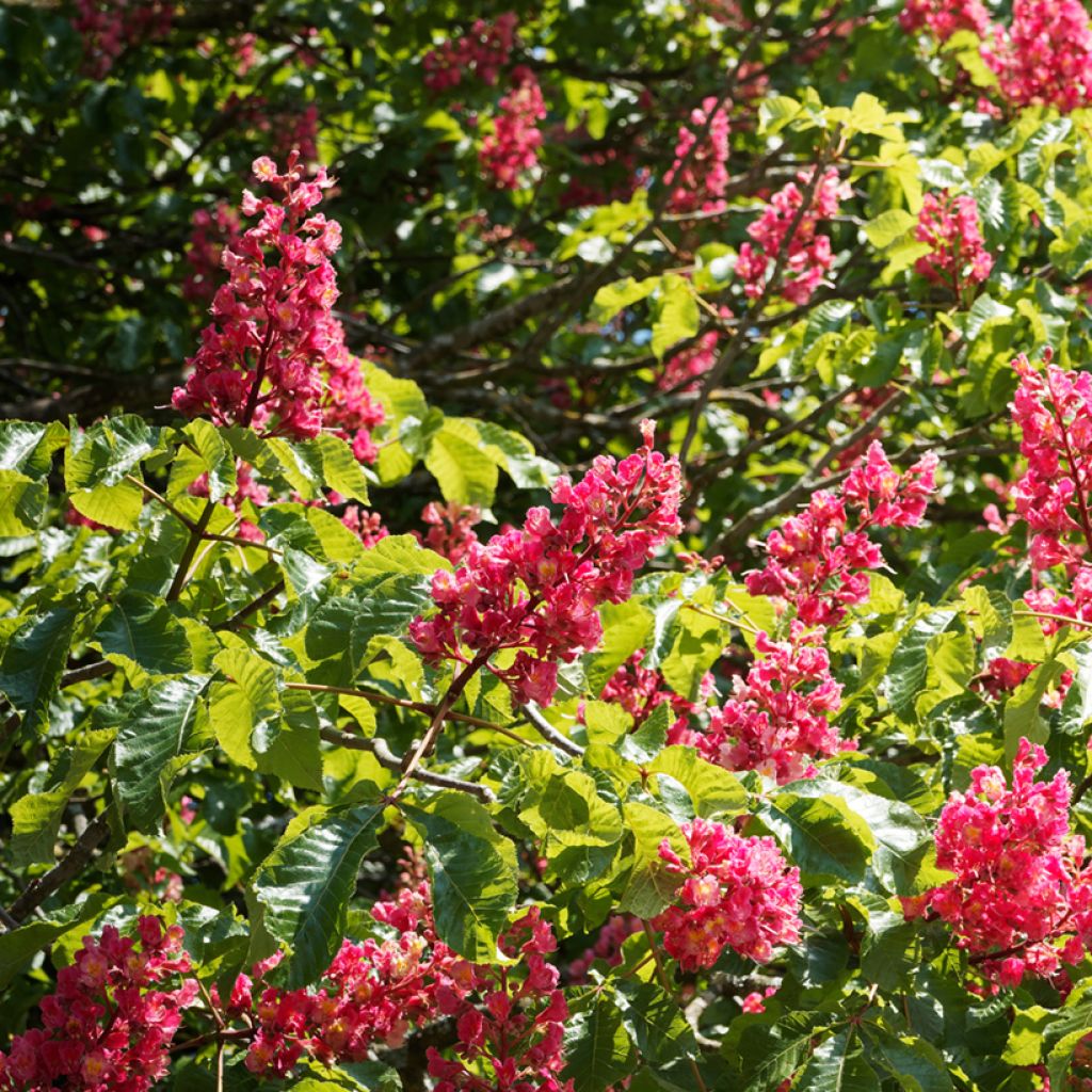 Rote Kastanie Briotii - Aesculus carnea