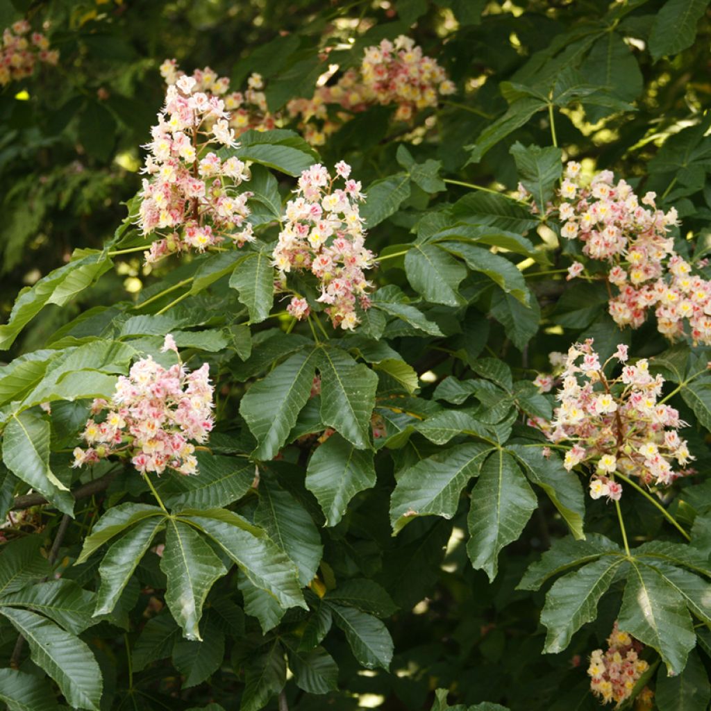 Aesculus x carnea Plantierensis - Fleischrote Rosskastanie