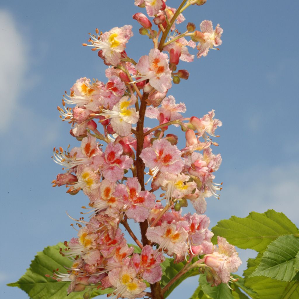 Aesculus x carnea Plantierensis - Fleischrote Rosskastanie