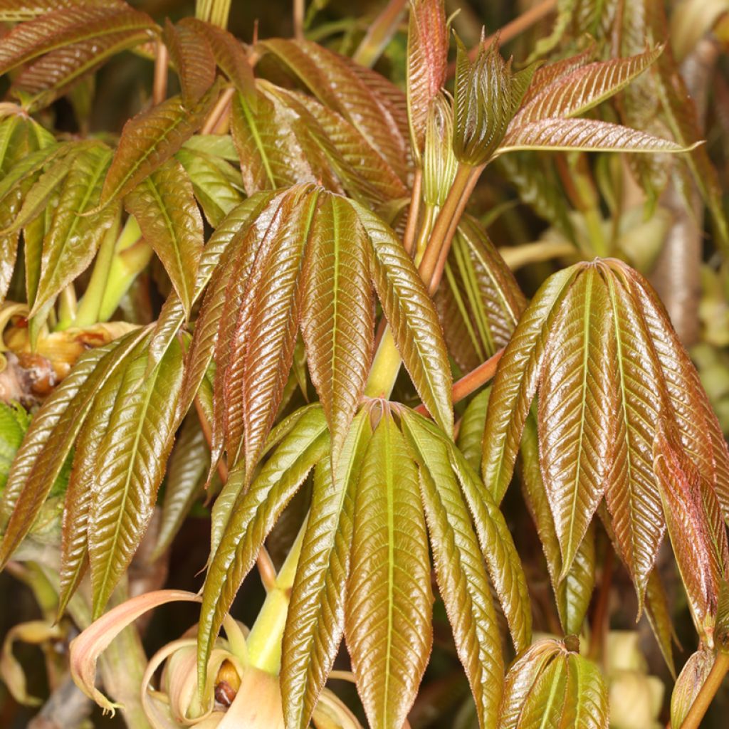 Chinesische Rosskastanie - Aesculus chinensis 