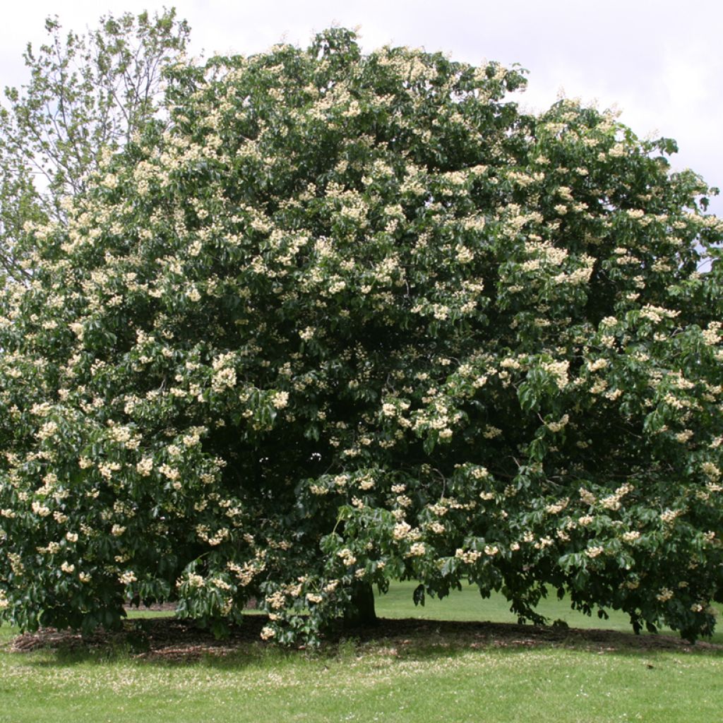 Aesculus hippocastanum flava - Carolina-Rosskastanie