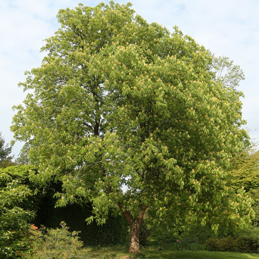 Aesculus flava - Gelbe Rosskastanie