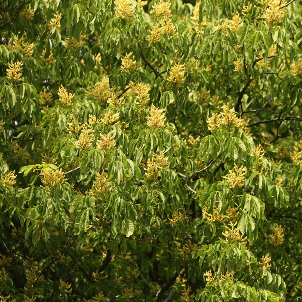 Aesculus flava - Gelbe Rosskastanie