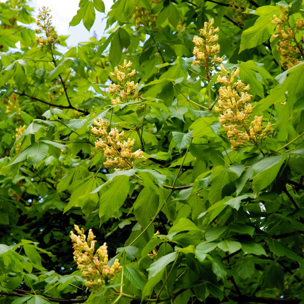 Aesculus flava - Gelbe Rosskastanie