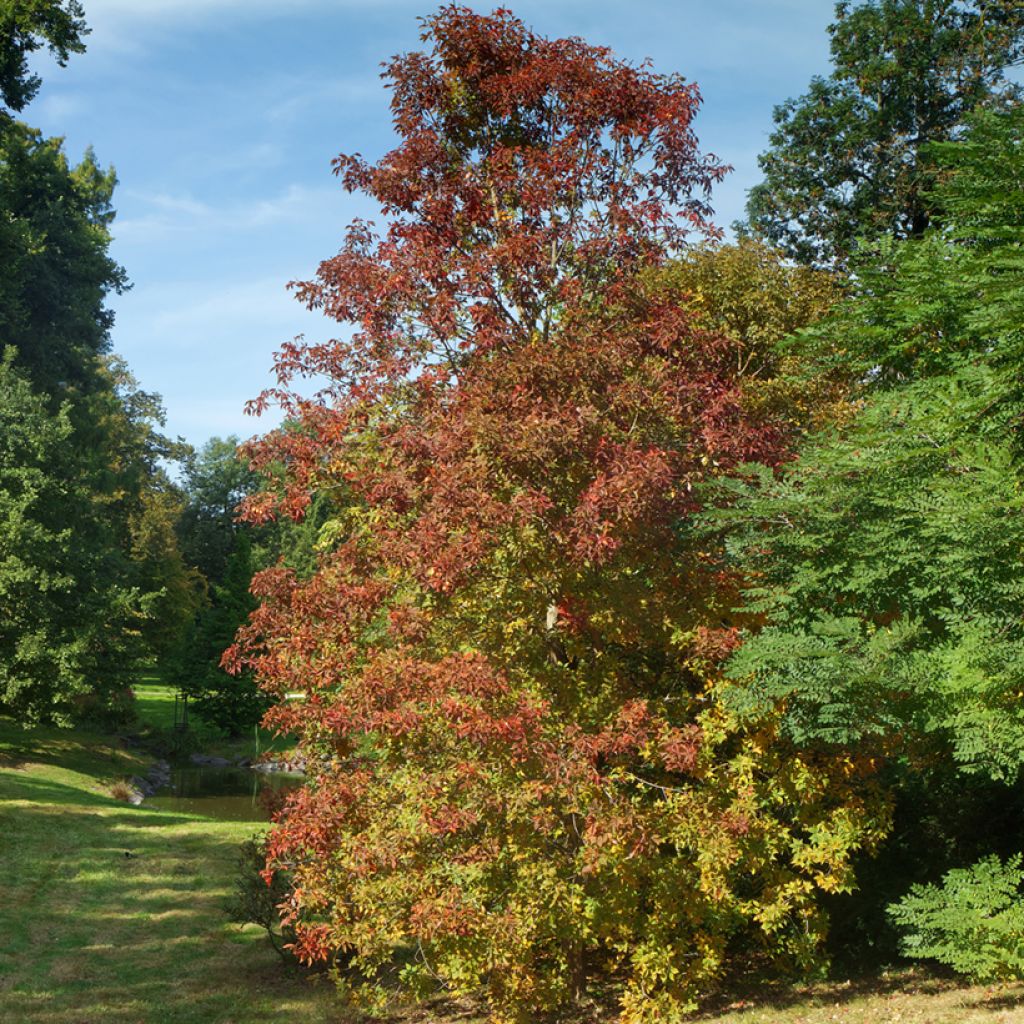 Aesculus flava - Gelbe Rosskastanie