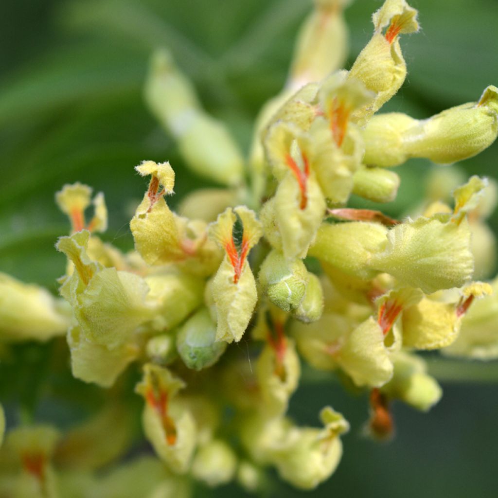 Aesculus flava - Gelbe Rosskastanie