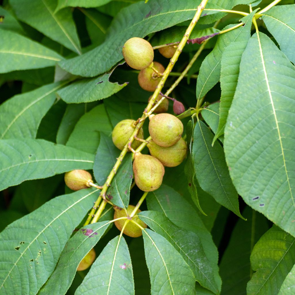 Aesculus flava - Gelbe Rosskastanie