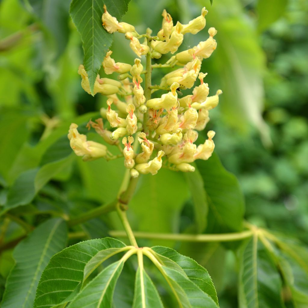 Aesculus flava - Gelbe Rosskastanie