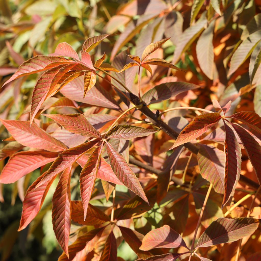 Aesculus glabra Herkenrode - Ohio-Rosskastanie