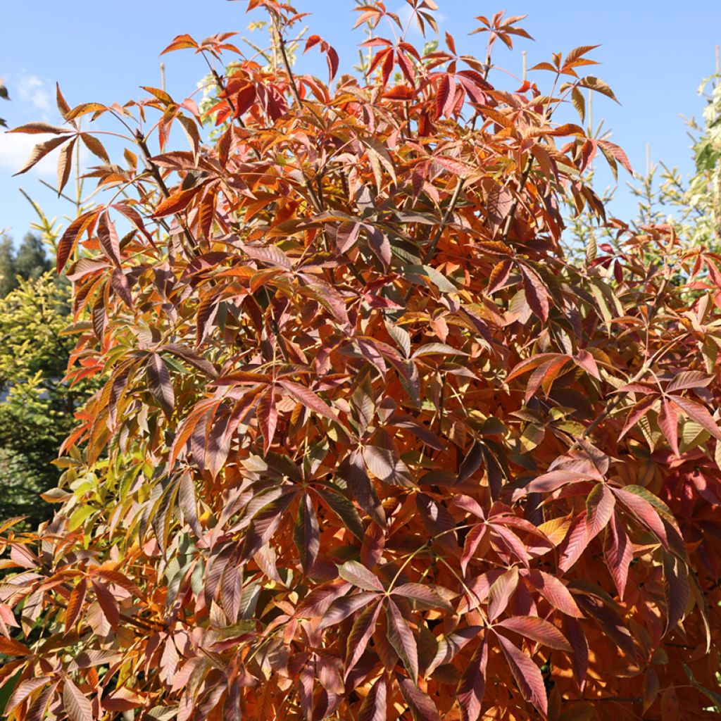 Aesculus glabra Herkenrode - Ohio-Rosskastanie