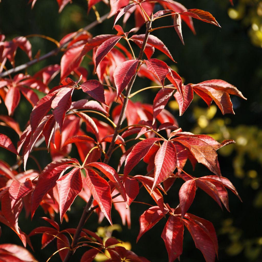 Aesculus glabra October Red - Ohio-Rosskastanie