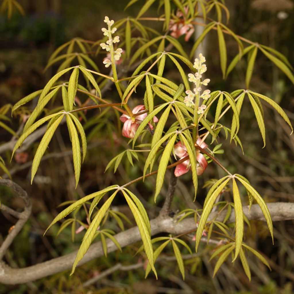 Aesculus glaucescens - Rosskastanie