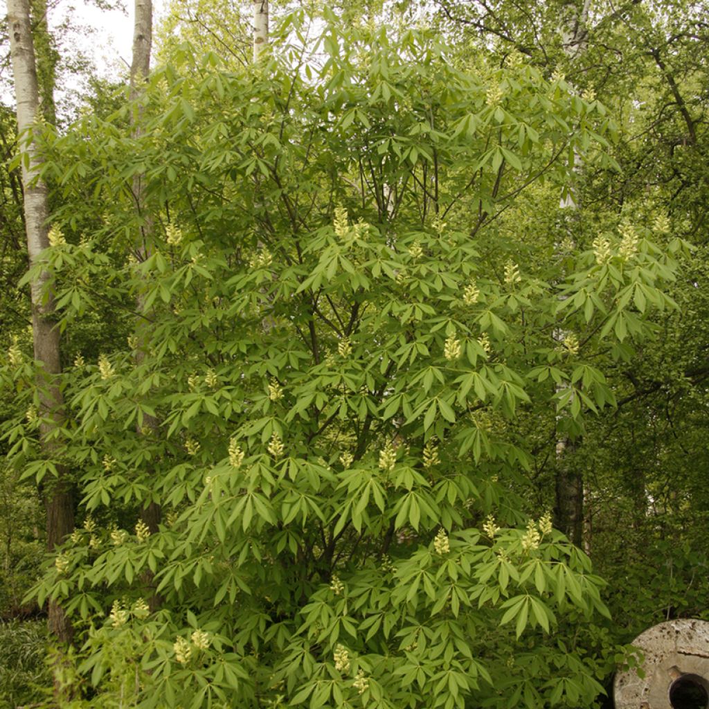 Aesculus glaucescens - Rosskastanie