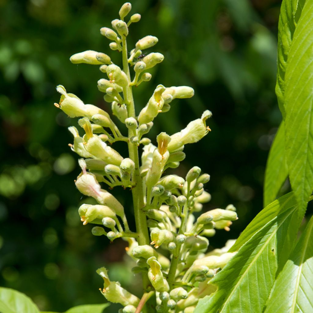 Aesculus glaucescens - Rosskastanie