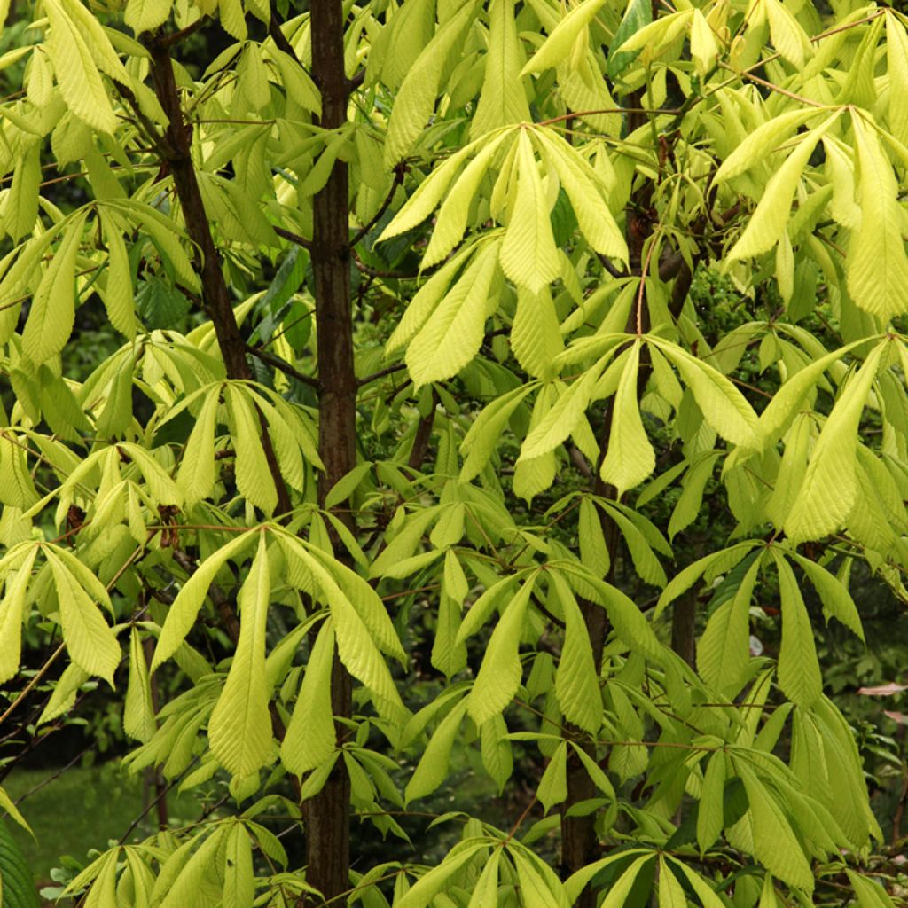 Gewöhnliche Rosskastanie Hampton Court Gold - Aesculus hippocastanum