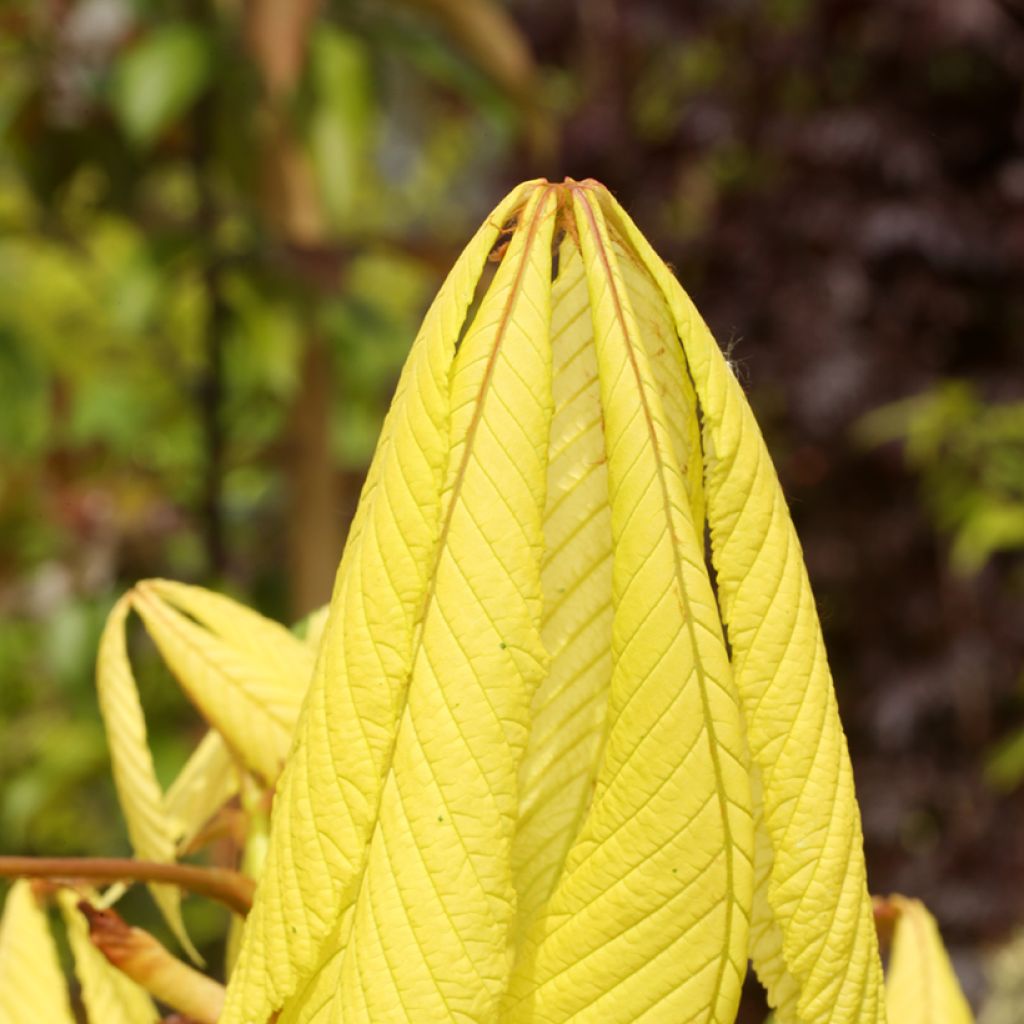 Gewöhnliche Rosskastanie Hampton Court Gold - Aesculus hippocastanum