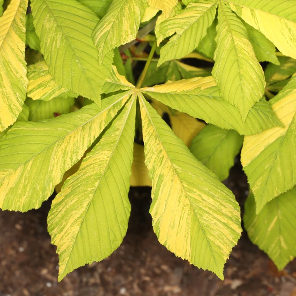 Gewöhnliche Rosskastanie Karolina Reinhold - Aesculus hippocastanum