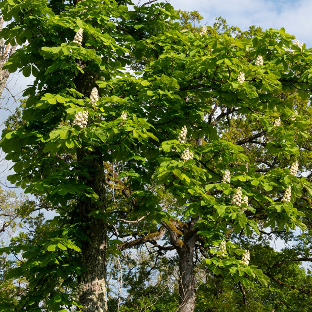 Gewöhnliche Rosskastanie - Aesculus hippocastanum